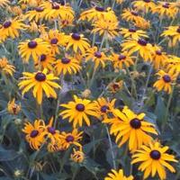 Jami Sexton (@mrsjamisexton) 's Twitter Profile