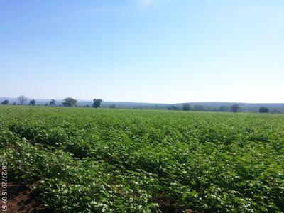 burafarm's profile picture. Gidabo Integrated farm is located in SNNP Region of Ethiopia. Establishing sustainable, organic, integrated farm- by imitating natures way is our vision.