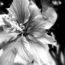 Jean Couillard - @Jean_Couillard - Twitter