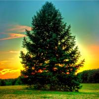 Pine Tree (@pinetreeyear1) 's Twitter Profile Photo