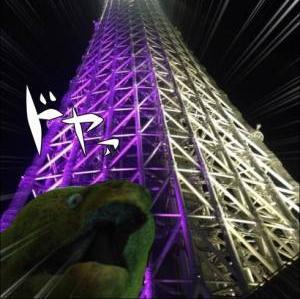 lenafourier's profile picture. フォロしたら自動でフォロバするように設定してあります。画像はLenaの32次141本のふーりえ近似