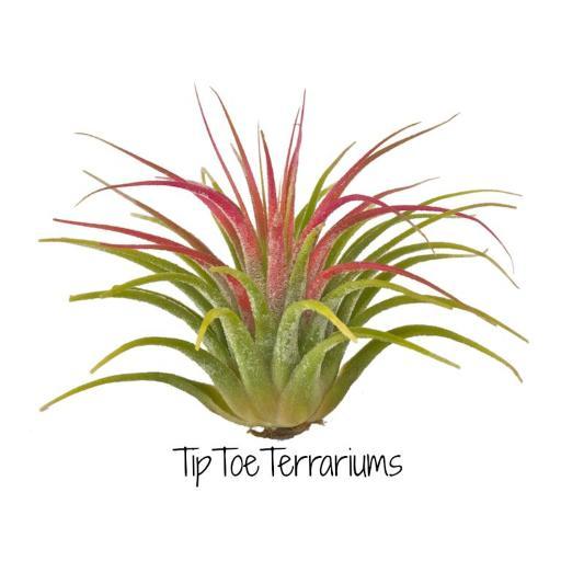 tiptoeterrarium Profile Picture