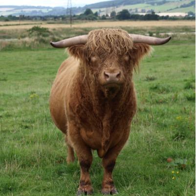 UKnowWhatsBull's profile picture. You know what's bullshit?