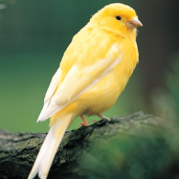 kanariencar_'s profile picture. Aprendiendo sobre la Canaricultura. 

#kanarienesp.  Carlos Rodríguez