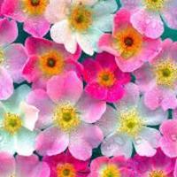 Nicole.Cirillo (@cirillo_nicole) 's Twitter Profile
