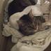 Tahlia- CrazyCatLady (@stuey1829) Twitter profile photo Tahlia- CrazyCatLady (@stuey1829) Twitter profile photo