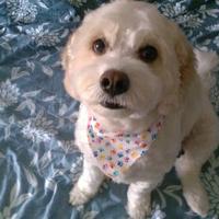 Sunny Bolt (@sunny_bolt) 's Twitter Profile