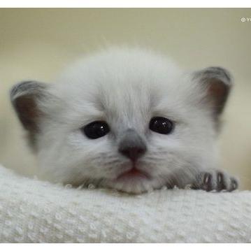 BotHjiregnejg2's profile picture. きゃわわ！可愛すぎてやばたん！そんな赤ちゃんの画像をお届けしていきます！可愛かったらRTよろしくお願いします！