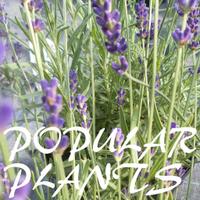 Chris Hammond (@popular_plants) 's Twitter Profile