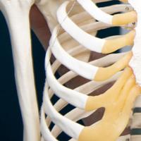 Anatomy at Newcastle (@anatomyatncl) 's Twitter Profile