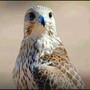 ابوفهد (@001_falah) Twitter