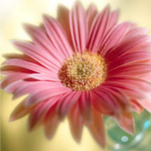 NasiaZarkadoula's profile picture. I am from Greece, I love Ariana Grande, my favorite colour is pink,  I love Boys and noise I love cupcakes strawberies milkshakes and  my realy cute cat...