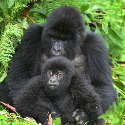 Dillard Tours &Travel Limited is a certified tour and travel operator with our head office in Kampala- Uganda. We are a member of (AUTO) and (TUGATA).