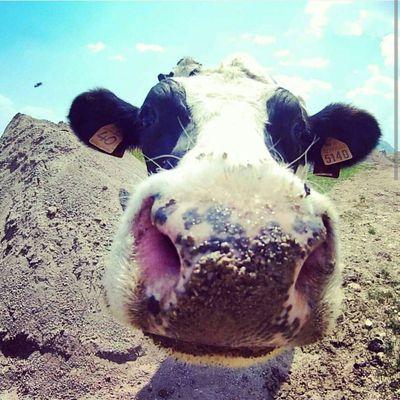 Ionairproitaly's profile picture. 