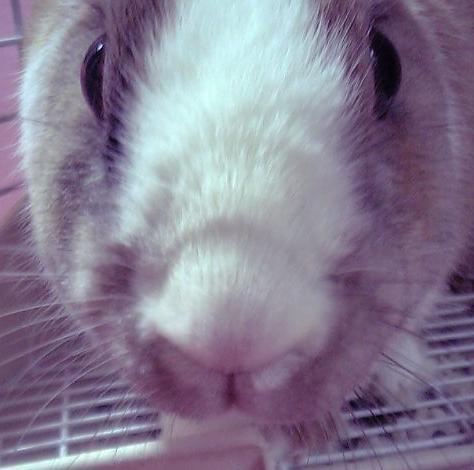 ゆう🐰🌙