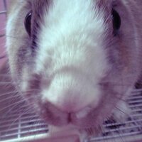 ゆう🐰🌙 (@yukf_) 's Twitter Profile