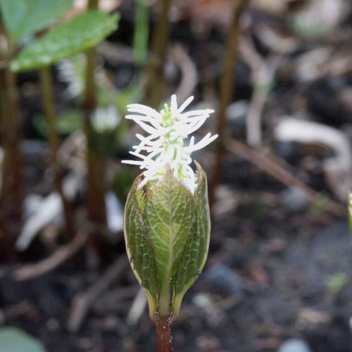 一人静 Yosino Sizuka Twitter 一人静 Yosino Sizuka Twitter