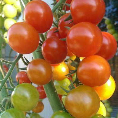 eten_is_weten's profile picture. Tweets over Duurzaam gedrag / Eten / Design / Gezond / Onderzoek / (Food)retail / Voorlichting / Voedselveiligheid