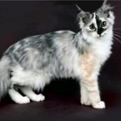 Brave, confident tom, strong bisexual feline. Small but friendly, likes doing things his own way. ||Theme song: Live Forever Hollywood Undead.||