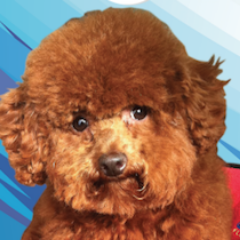 royavet's profile picture. #1 Resource for Veterinary Website Industry News and Value to increase your practice's business