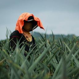 Network Resisting Expansion of Agricultural Plantations in Mindanao