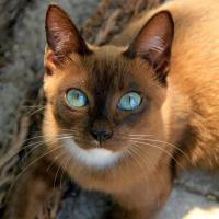 Sparrow (@swiftshadow3) 's Twitter Profile