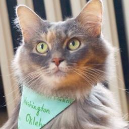 Maine Coon Cat Rescue Minneapolis Maine Coon Cat Rescue Minneapolis