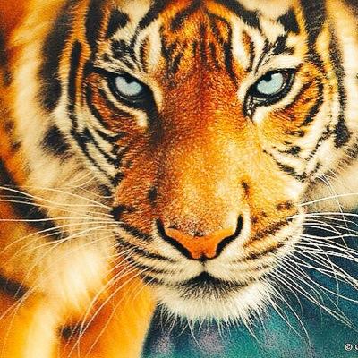 TIGER HERE TO LOVE ONLY FEAR NOBODY BUT ALMIGHTY GOD LOVE IS THE ONLY WAY SO BE GOOD THEN U CAN BE AS GREAT AS I AM KEEP SMILING JUST BEING MYSELF🌹🐯🎨🌷