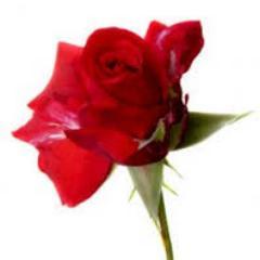 twit_mahfuz's profile picture. 