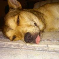 Jennifer S Jackson-Hooks (@buhmule) 's Twitter Profile Photo