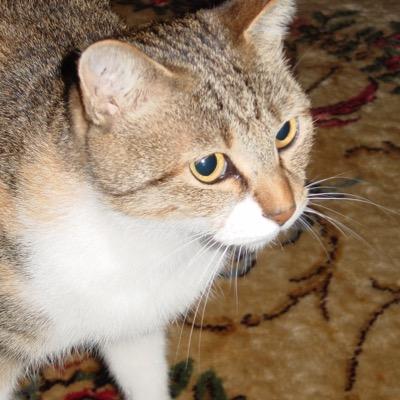 multiple_TK's profile picture. 