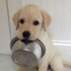 おもしろ動物動画像まとめ Botov G Twitter おもしろ動物動画像まとめ Botov G Twitter