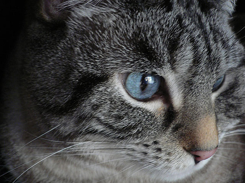 SrCal's profile picture. Amazed that people of any intelligence whatsoever can be duped by RW extremists.  Rich ppl pay FOX ppl to get poor ppl to vote against their own best interests!