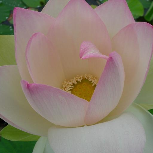 unit3_914_ep4's profile picture. なんとなく毎日忙しい魚屋さんです。