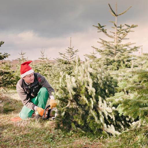 Xmas tree growers & lovers of all things seasonal! Come to our farm to choose your own tree. Open weekends before Xmas, check our website for open dates.