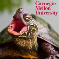 Aristotle the Turtle (@aritheturtle) 's Twitter Profile