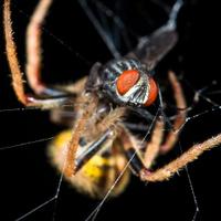 Arachtober(@arachtober) 's Twitter Profile Photo