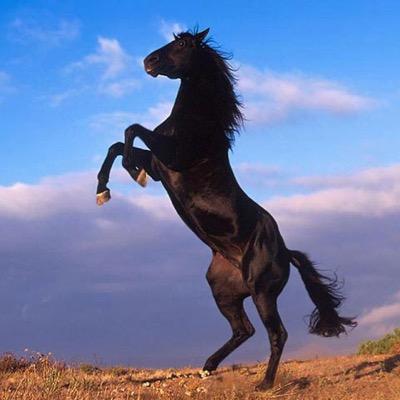 maajj3's profile picture. أرضى ليا جاك الرضى لو العذر ماهو سمين وترى التسامح ميزة السادة رفيعين المقام
