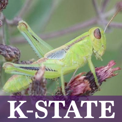 Extension Entomologists from the Department of Entomology at Kansas State University covering a wide range of topics about insects and related arthropods.