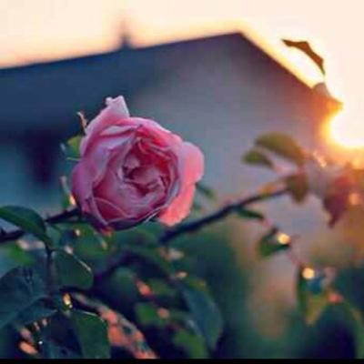 7kayah70's profile picture. إلى الله قصدًا وحبًا وشوقًا وسعيًا دؤوبًا وقلبًا رضيّا ♡