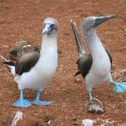 PedroJakyloy's profile picture. solo arriba de alto vuelo, me gusta la playa y tú ❤️