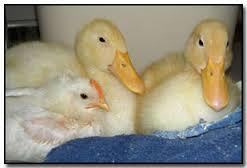 chicken_duck_1's profile picture. 