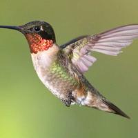 hummingbirdmom50(@hummingbirdmom4) 's Twitter Profile Photo