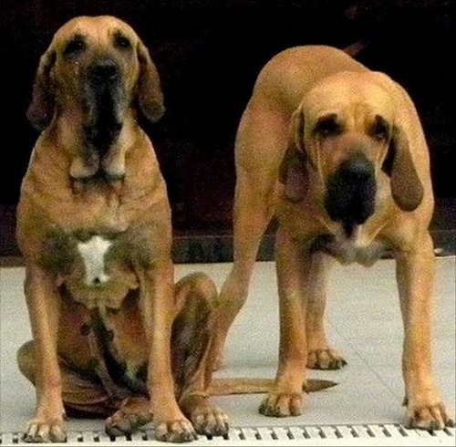 Filerototal's profile picture. La Guardia Dorada Criadero
en Lima - Perú