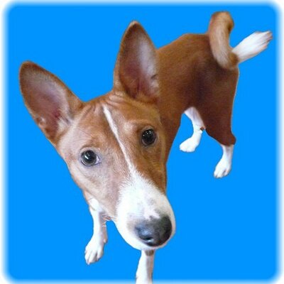 バセンジーの鈴木君basenji まいど 以前 ニャムニャム犬のことが話題になりましたね わん太郎が調べてみました バセンジー犬クラブ 仮 に書きました Http T Co Ggxa9xhg バセンジーの鈴木君basenji まいど 以前 ニャムニャム犬のことが話題になりましたね わん太郎が調べてみました バセンジー犬クラブ 仮 に書きました Http T Co Ggxa9xhg