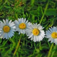 DaisyChain (@gertgertlush) 's Twitter Profile Photo DaisyChain (@gertgertlush) 's Twitter Profile Photo