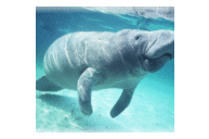 Anne Dee - @luvsmanatees - Twitter