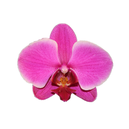 @InXanthium