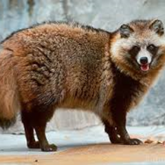 PestoAlli's profile picture. 