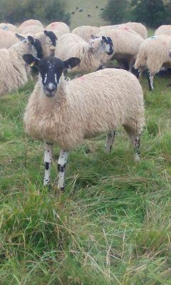 tommy_tustian's profile picture. 